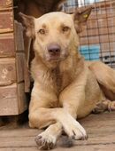 KUMO - zarte Seele sucht Vertrauen in 93183