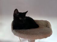Katzenbaby - Zeltingen-Rachtig