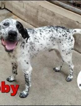 freundlicher Pointer Bobby sucht.... - Margetshöchheim