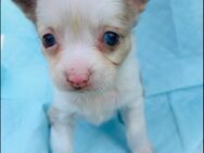 Verkaufe Wunderschöne Chihuahua Welpen - Gützkow Zentrum