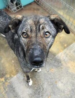 Ruby sucht liebevolle Familie - Laufen