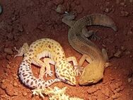 2 Leopardgeckos weiblich Komplett mit Terrarium - Struxdorf
