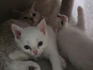 Bkh kitten - Nidda