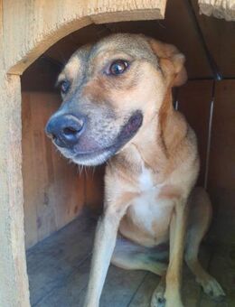 Cera - ein Hundemädchen zum verlieben ❤️ - Rambin