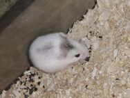 Junge bunte Roborowski Zwerghamster Hamster männlich weiblich Tierversand möglich - Neustadt (Sachsen)