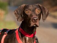 Choco - Deutsch Kurzhaar - 7 Jahre - Tierhilfe Franken e.V. - Lauf (Pegnitz) Zentrum