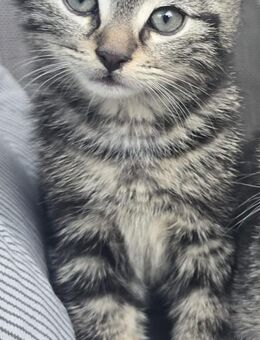 KATZE Kätzchen sucht liebevolles Zuhause Kitten - Wächtersbach