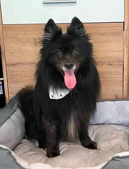 Casper quirliger Schatz sucht Zuhause - Chemnitz