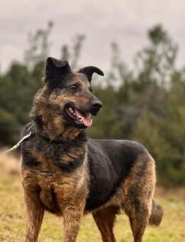 Inka - fröhlich, freundlich, verschmust - Rheine