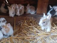 junge Kaninchen Zwergkaninchen Farbzwerge - Neustadt (Sachsen) Hohwald