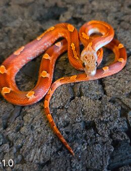 Toffee Blood Motley Pied, Toffee Blood Pied - Schwelm