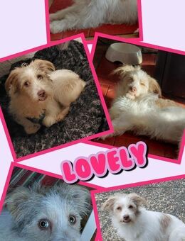 Traumhündin Lovely auf PS in 91278 - Nürnberg