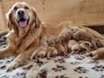 Wunderschönen Golden Retriever Welpen in 66798