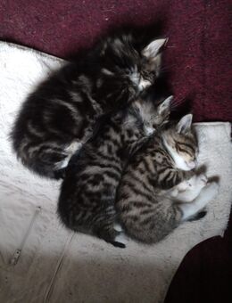 3 main-coon x kittens - Nattenheim