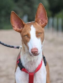 Anchel sehnt sich nach ganz viel Liebe - Laatzen