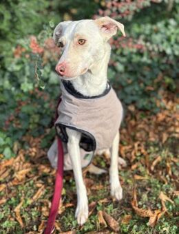 Stella sucht ihren Traumhimmel - Großefehn