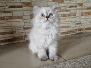 Perserkatzen Katzenbaby - Hügelsheim