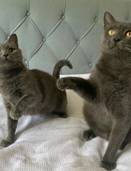 Fairy & Caillou suchen ein neues Zuhause - Kleinostheim