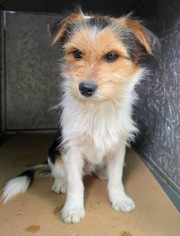 Socke wartet auf PS südlich von HH! - Rosengarten (Niedersachsen)