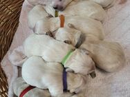 Golden Retriever Welpen - Niederlangen