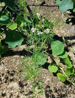 Koriander (Coriandrum sativum) - Horgenzell