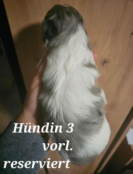 Zuckersüße Maltipoo-Welpen - Osnabrück