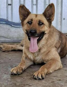 Sansa vermisst Liebe & Zuwendung - Koblenz