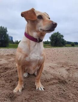 SARA - auf PS in NRW - Regensburg