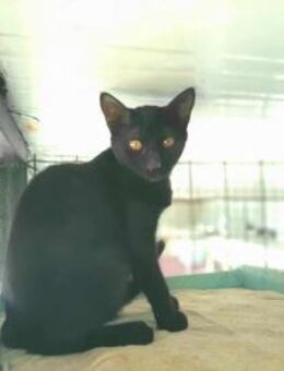 Milan, unkomplizierter Schmusepanther,7M - Vaterstetten