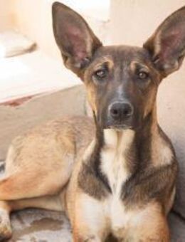 Mohana, freundlich, verspielt - Kettershausen