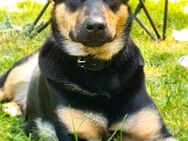 Liebe Schäferhund - Mix - Hündin sucht neues Zuhause - Werneuchen