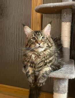 Maine Coon Deckkater - Wetterzeube