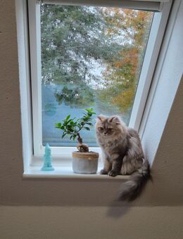 Britisch kurzhaar Weibchen - Mönchengladbach