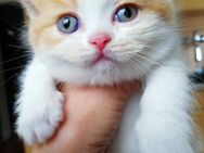 BKH Kitten Rot Weiss Britisch Kurzhaar Babys Mädchen Jungen - Goslar