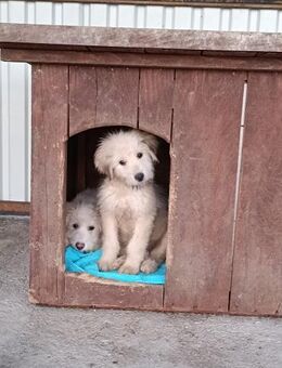 Nikan - Welpe kleiner Freund fürs Leben - Hausen (Würzburg)