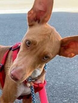 QUINOA - eine entzückende Podenca! - Sulzbach-Laufen