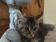 Maine Coon Kitten - Hambühren