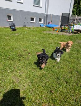 Bollipoo ( Zwergpudel x Bolonka) - Seehausen (Altmark, Hansestadt)