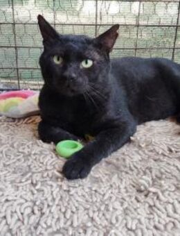 FiV+ Kater Filin aus dem Tierschutz - Grevenbroich