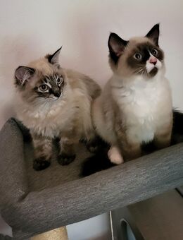 Sibirische Kitten,Neva Masquarade Babykatzen - Aachen