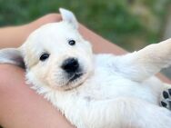 Golden Retriever Welpen - Kehl
