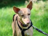 Luna sucht ein ruhiges Zuhause - Rheine