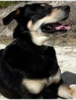 Samas aus RO, in DE 26605, sehr aktiv - Blankenheim (Nordrhein-Westfalen)