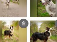 Deckrüden Border Collie und Australian Shepherd - Osterrönfeld