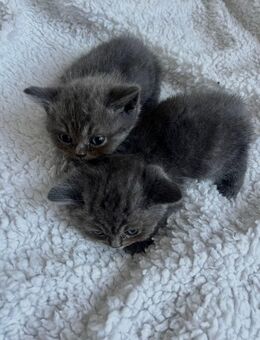 Reinrassige bkh kitten abzugeben - Düren