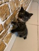 Super süße Kätzchen in 21502