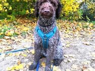 Tolkien hübscher Lagotto Romagnolo 01/23 - Ruppertsecken