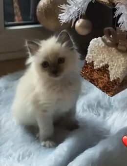 Heilige Birma Kätzchen, Kitten, Kater, Birma - Rosengarten (Baden-Württemberg)