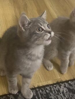 2 süße, hübsche BKH-Kitten ab dem 15.07.2025 abzugeben – kinderfreundlich und futterfest - Essen
