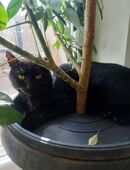 FIV Kater Rico; Kampfschmuser wünscht sich so sehr eine eigene Familie in 92318